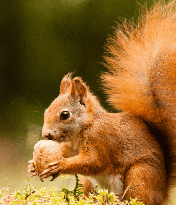 red squirrel
