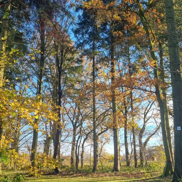 It's #nationaltreeweek and trees play a huge part in our landscape here. Sandburn Hall and Griffon Forest are situated in 1000 acres of countryside, much of which is natural woodland🌲🌳

We've planted over 300 trees in the last 3 years, meaning those views will only get better in time! 

Here are a few of our favourite trees around the estate. Can you spot the Robin?! 🐦‍⬛
.
.
.
#woodland #countryside #nature #trees #landscape #northyorkshire #woodlandwalks #forest #greentourism #countryhotel #sandburnhall