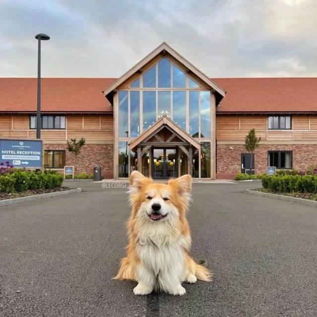 It’s International Dog Day… so naturally, we had to give our four-legged visitors a little appreciation 🐶🐾

Because a Sandburn getaway isn’t just for the humans! Think plenty of grounds to explore, cosy dog-friendly rooms and even a spot beside you at Tykes Restaurant 👀

Give your four-legged travel buddy an extra treat from us today! 🦴

📸 - @lecorgi 

#internationaldogday #sandburnhall #dogfriendly #york #yorkshire