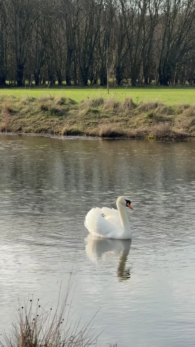 Some of our favourite residents here on the Sandburn Estate! 🦌

We’re so lucky to share this beautiful place with so much wonderful wildlife! 🌿

#sandburnhall #wildlife #yorkshirehotel #nature #york