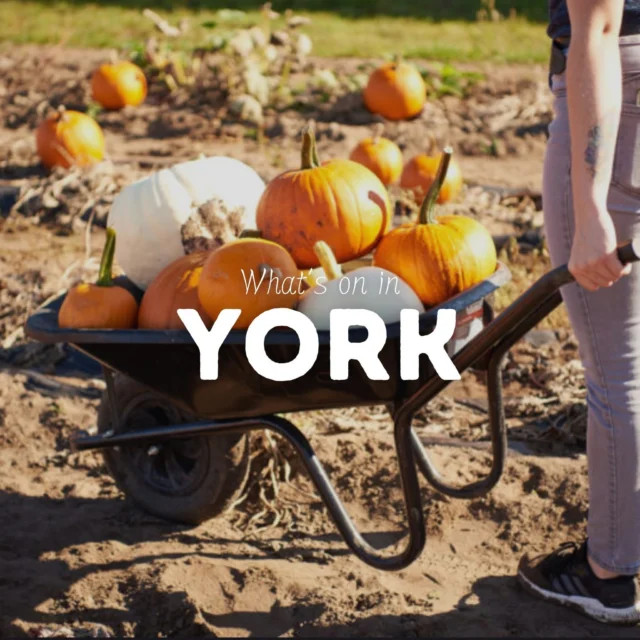 Looking for things to do in York this October half-term? 🎃🍂

From pumpkin picking and autumn adventures to spine-chilling Halloween experiences, there’s plenty happening in and around York this half-term! 👀

And why not make a little getaway of it? With so much to see and do nearby, it’s the perfect excuse to enjoy an autumn break here in Yorkshire! 🍁

@pigletsadventurefarm 
@yorkdungeon 
@ymhallowscream 
@castle_howard 
@theballoontree 
@visityork 
@the_york_bid 

#yorkshire #thingstodo #halfterm #october #york